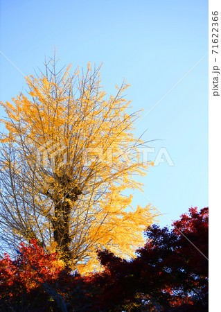 滋賀県湖南市の（国宝）長壽寺-境内の紅葉風景、季節、四季、紅葉【11月】 71622366
