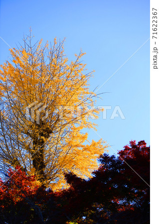 滋賀県湖南市の(国宝)長壽寺-境内の紅葉風景、季節、四季、紅葉【11月】 滋賀県湖南市の(国宝)長壽寺-境内の紅葉風景、季節、四季、紅葉【11月】 71622367