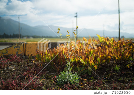 道路脇で健気に生きる植物 71622650