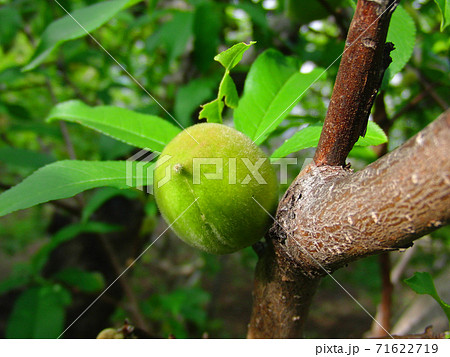 アーモンドの実 アーモンドの実 71622719