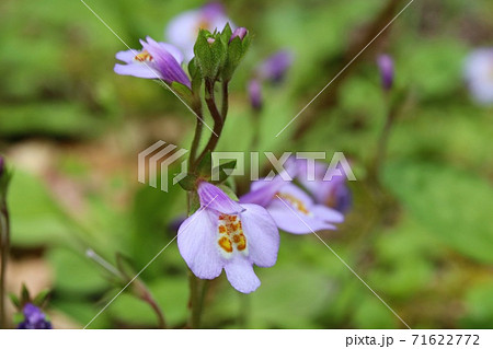 サギゴケ 春の野 地面に咲く野草 紫色の花 サギゴケ 春の野 地面に咲く野草 紫色の花 71622772