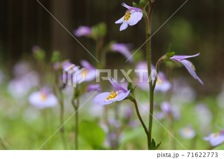 サギゴケ 春の野 地面に咲く野草 紫色の花の写真素材