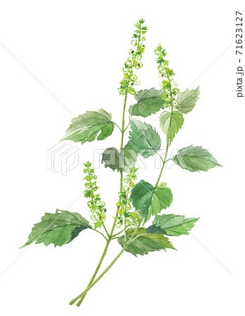 荏胡麻　エゴマ 71623127