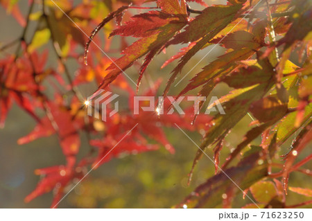 紅葉 71623250