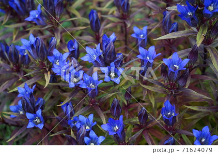 鮮やかに咲く秋の花リンドウ 71624079