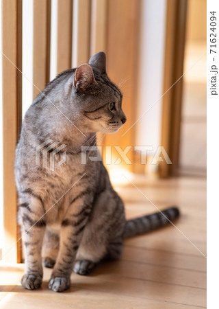 座っている猫　　サバトラ猫 71624094
