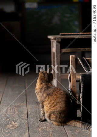 座っている猫 座っている猫 71624098