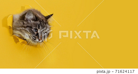 A fluffy cat looks out of a torn hole in the yellow paper. banner A fluffy cat looks out of a torn hole in the yellow paper. banner 71624117