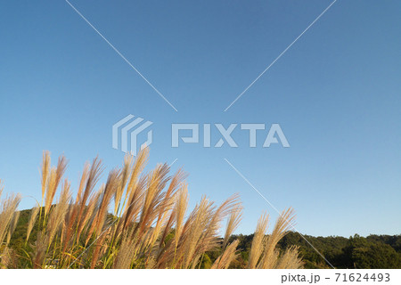 黄金色に輝く夕映えの日本の秋のススキと青空 71624493