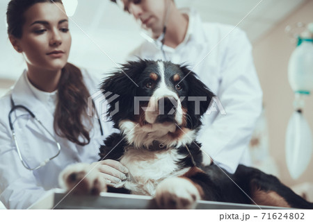 Beautiful dog at reception at veterinary clinic. Beautiful dog at reception at veterinary clinic. 71624802