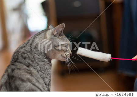 猫じゃらしを見つめる猫 サバトラ猫の写真素材 [71624981] - PIXTA