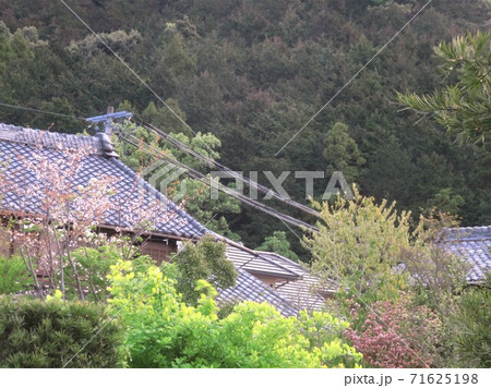 家々の重なる屋根と桜 71625198