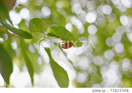 抜け殻 抜け殻 71625508