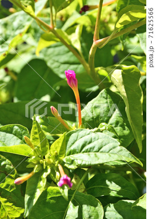 植物：オシロイバナ　オシロイバナ科　 71625566