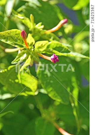 植物：オシロイバナ　オシロイバナ科　 71625567