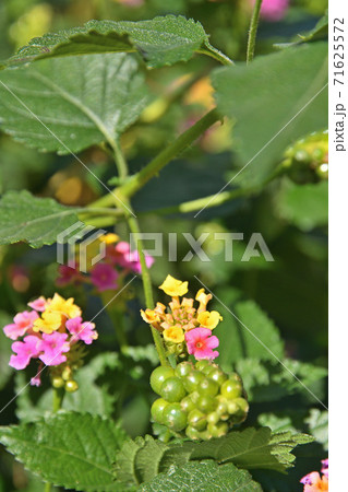 樹木:ランタナ クマツヅラ科 樹木:ランタナ クマツヅラ科 71625572