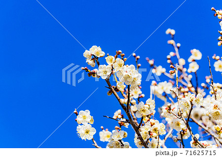 白梅の花 白梅の花 71625715