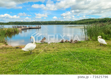 Beautiful lake with white swams 71625796