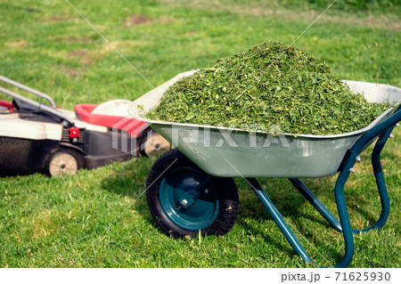 Wheelbarrow full of trimmed grass and a lawn mower standing on the mowed lawn 71625930