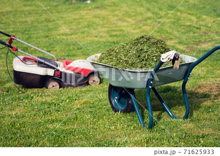 Wheelbarrow full of trimmed grass and a lawn mower standing on the mowed lawn 71625933