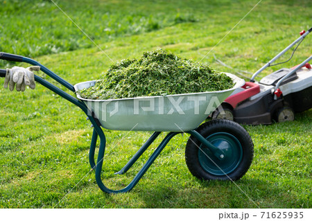 Wheelbarrow full of trimmed grass and a lawn mower standing on the mowed lawn 71625935
