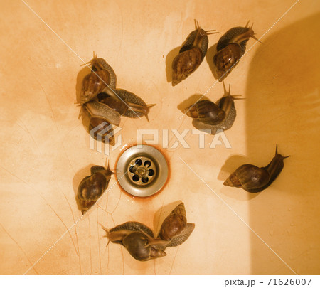 real buth tube sink with rust and lot of big snails, nobody farm concept 71626007