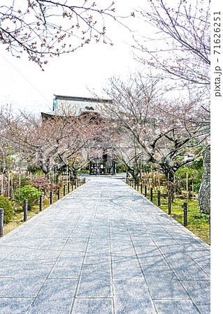 イラスト 鎌倉建長寺の桜並木の参道 色鉛筆 のイラスト素材