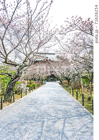 イラスト 鎌倉建長寺の桜並木の参道 色鉛筆 のイラスト素材