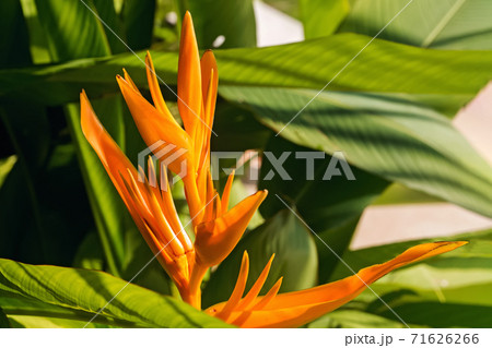Beautiful heliconia or bird of paradise tropic flower Beautiful heliconia or bird of paradise tropic flower 71626266