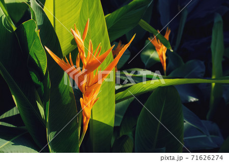 Beautiful heliconia or bird of paradise tropic flower 71626274