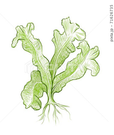 Illustration of Bird's Nest Fern or Asplenium Nidus Plant Illustration of Bird's Nest Fern or Asplenium Nidus Plant 71626735