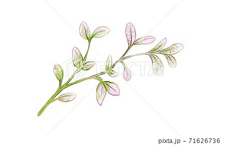 Illustration of Fresh Manila Tamarind on White Background 71626736