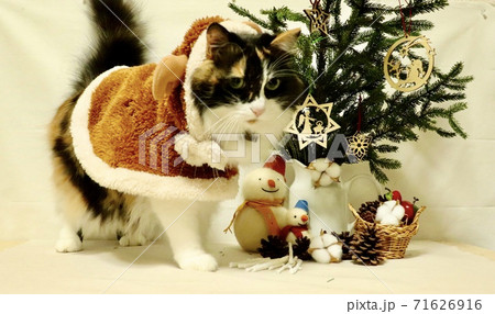 クリスマス 71626916