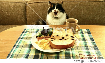 猫と猫パン 71626923