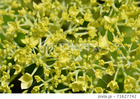 Smooth hydrangea Strong Annabelle Smooth hydrangea Strong Annabelle 71627742
