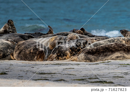 A harbor seal colony resting on a sandbank near the ocean. Picture from Falsterbo in Scania, Sweden A harbor seal colony resting on a sandbank near the ocean. Picture from Falsterbo in Scania, Sweden 71627823