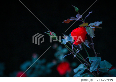 薔薇と蕾(黒背景) 薔薇と蕾(黒背景) 71627949