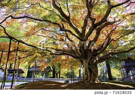紅葉が美しい雷山千如寺大悲王院(福岡県糸島市) 紅葉が美しい雷山千如寺大悲王院(福岡県糸島市) 71628030