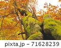 紅葉 苔生い茂る幹 71628239
