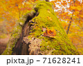 紅葉 苔と樹木 71628241
