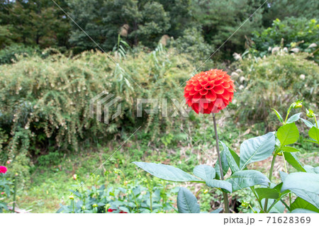 綺麗に咲くダリアの花 浜小唄 綺麗に咲くダリアの花 浜小唄 71628369