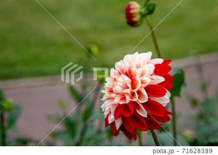 綺麗に咲くダリアの花 花かんざしの写真素材 7162