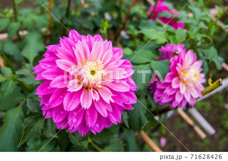綺麗に咲くダリアの花 フラミンゴの写真素材