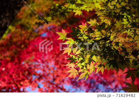 これから紅葉 これから紅葉 71629482