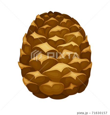 Brown Pine Cone with Spirally Arranged Scales Vector Illustration 71630157