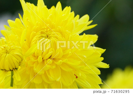 菊 71630295