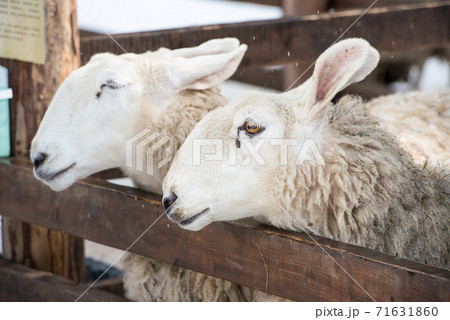 Close up of Border Leicester Ewe in a zoo 71631860