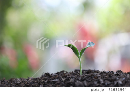 Small green tree sprout growing 71631944