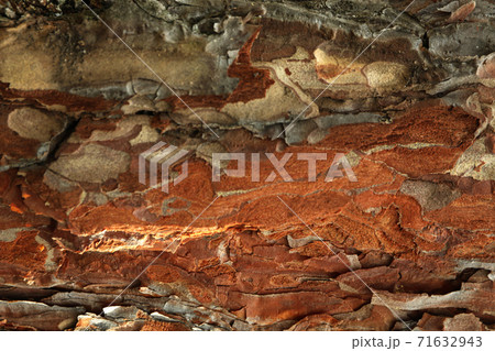 Pine tree bark on whole background, close up Pine tree bark on whole background, close up 71632943