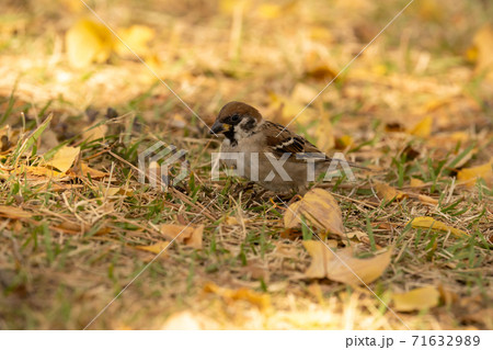地面に降りて落ち葉を掻き分けながらエサを探すスズメ 地面に降りて落ち葉を掻き分けながらエサを探すスズメ 71632989